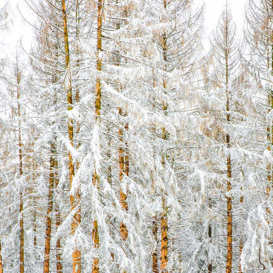 White Trees 01 p