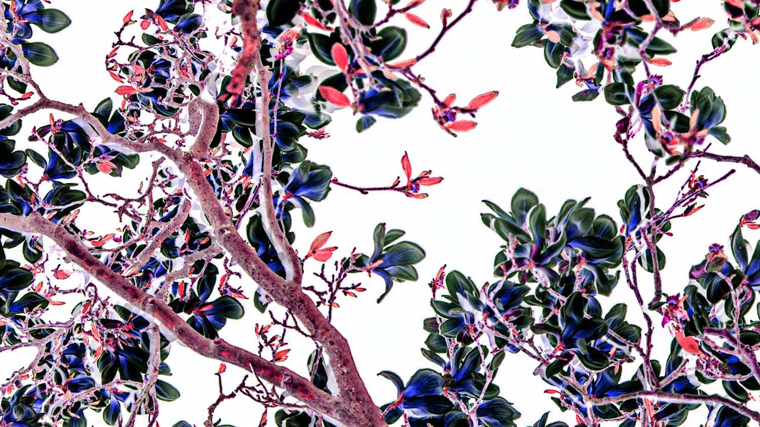 BLOSSOM – 2022