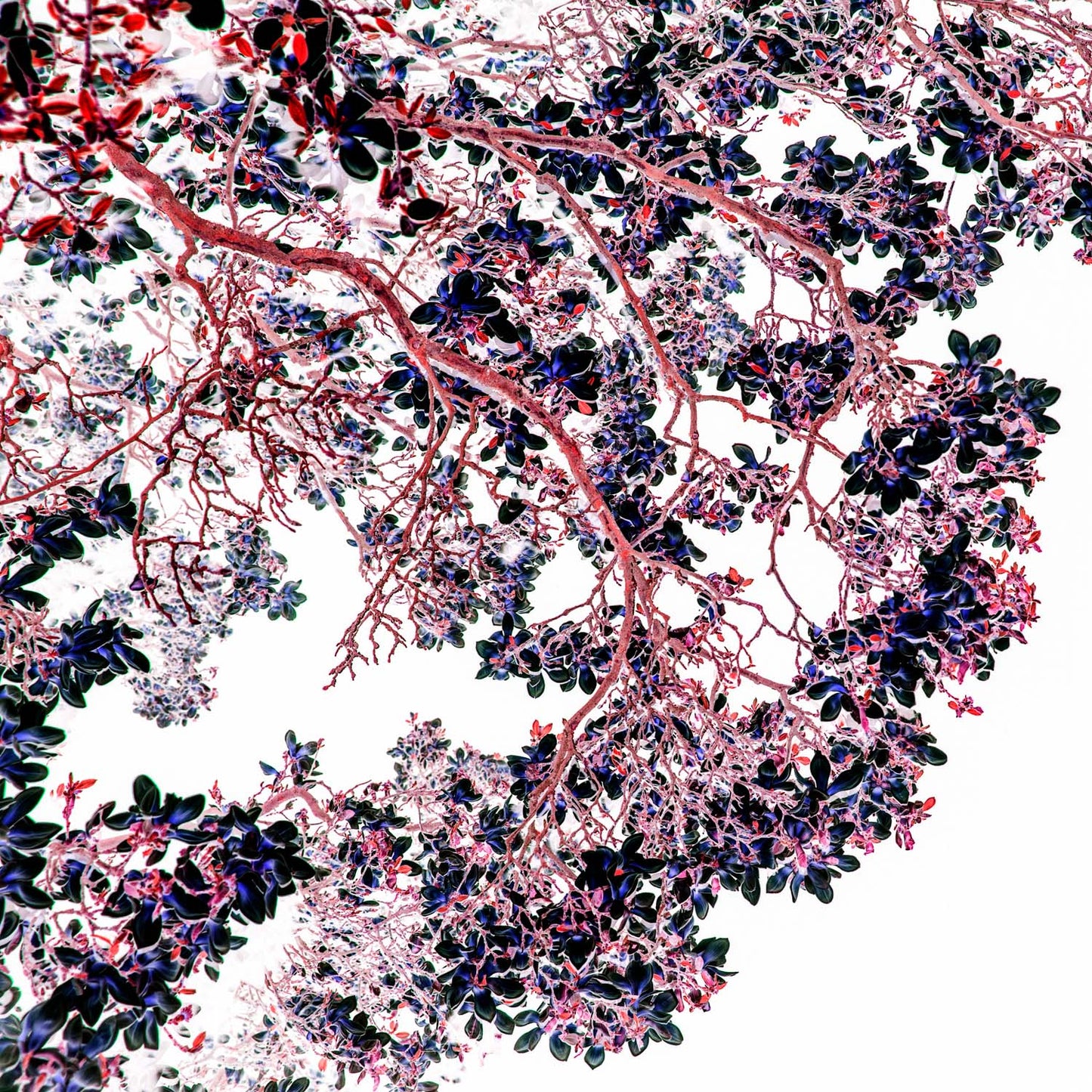 1HauchVonPink_04