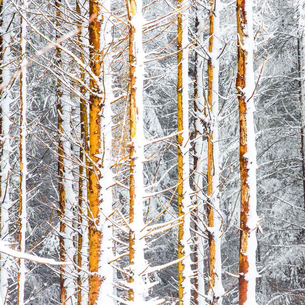 White Trees 04 p